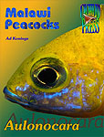 Malawi Peacocks - Aulonocara